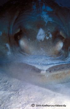 southern stingray, Turks & Caicos Islands by Katherine Edwards 